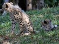 ZOO-Viden 24 srpen 2014 478.JPG